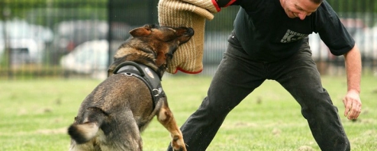 Penalties for Killing a Police Canine | Stroleny Law, P.A.