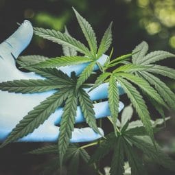Image for Florida Law Now Allows Smokable Medical Marijuana post